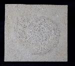 Subplanites rueppelianum QUENSTEDT 1888 - Bild &copy; FossNet FossilienStore